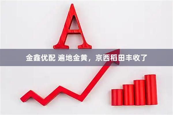 金鑫优配 遍地金黄，京西稻田丰收了